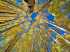 USA-Colorado-Kebler Pass Aspen forest in fall color as seen from the forest floor, Art Print